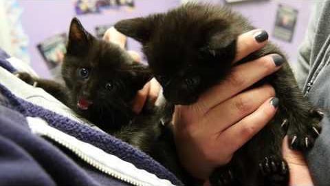 These kittens were rescued from the approaching Sawmill Fire